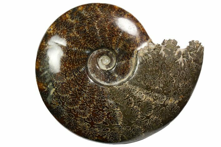 Polished, Agatized Ammonite (Cleoniceras) - Madagascar #138564